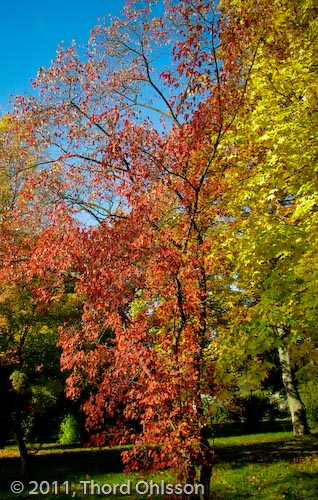 Acer tataricum ssp ginnala